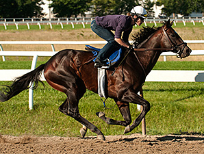 Scipio works towards the Breeders' Stakes.