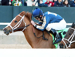 Seeking Ms Shelley wins the Spring Fever Stakes.