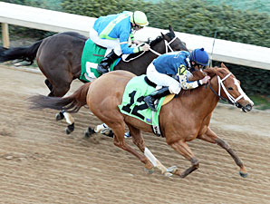 Seeking Ms Shelley wins the Spring Fever Stakes.