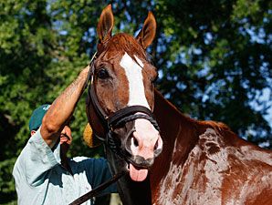 Shackleford - Monmouth Park, July 30, 2011.