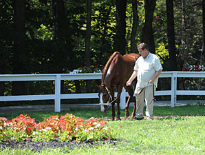 Shackleford - Saratoga August 2, 2012.