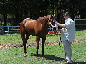 Shackleford - Saratoga August 2, 2012.