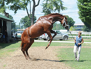 Shackleford - Saratoga August 2, 2012.
