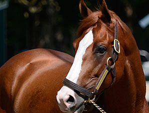 Shackleford - Saratoga August 3, 2012.