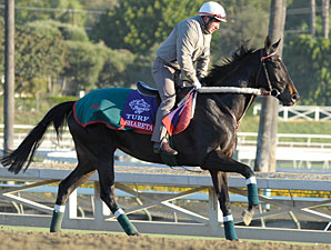 Shareta - Breeders' Cup 2012