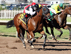 Silk Indian wins the 2013 Harvest Stakes.