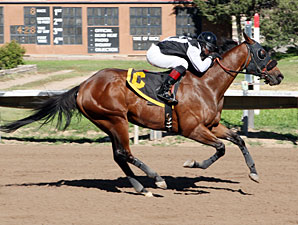 Silk Indian wins the 2013 Harvest Stakes.