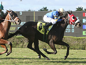 Sinister Brew wins the 2011 John Franks Juv Fillies Turf.