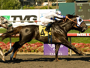 Skipshot wins the 2010 Swaps.
