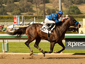 Sky Kingdom wins the 2013 Tokyo City.