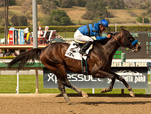 Sky Kingdom wins the 2013 Tokyo City.