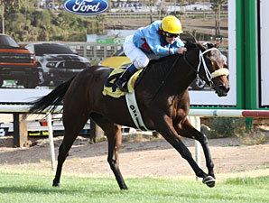 Smarty B wins the 2012 Chandler Stakes.