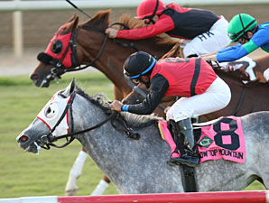 Snow Top Mountain wins the 2012 All Along.