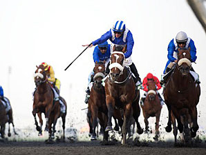 Soft Falling Rain wins the 2013 Godolphin Mile.