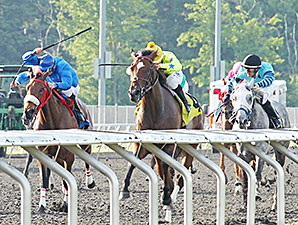 Star Pearl wins the Northern Fling Stakes.