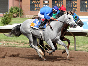 Storm With Flair wins the 2013 The Dessie & Fern Sawyer Futurity Trials - Division 2.