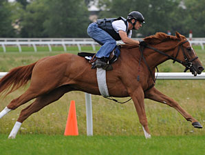 Stormy Lord at Woodbine on August 12, 2010.