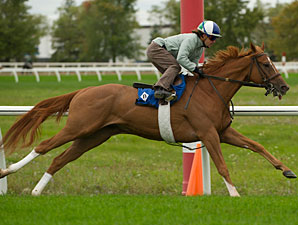 Stormy Lord - Woodbine, October 9, 2012.
