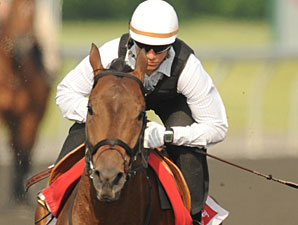 Strike Oil preps for the Queen's Plate at Woodbine.