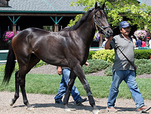 Strike The Tiger schools at River Downs on September 5, 2009.