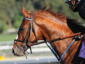 Summer Bird Hurt; Out of Japan Cup Dirt Summer Bird Hurt; Out of Japan Cup Dirt
