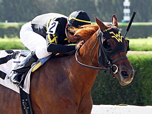 Sweetmarys Success wins the 2013 J J'sdream Stakes.