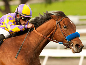 Switch in the 2010 La Brea Stakes.