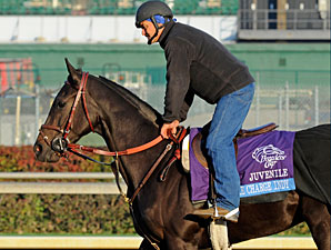 Take Charge Indy works at Churchill Downs, October 29, 2011.