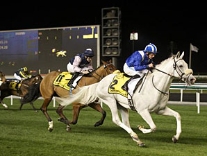 Tamaathul wins the 2013 Dubai Duty Free Millennium Millionaire Handicap.