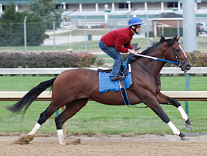 Tapizar works at Churchill Downs for teh Breeders' Cup 10/24/2011.