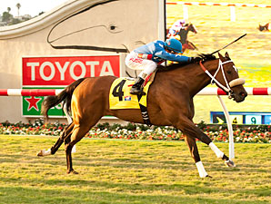 Tasty Treat wins the 2013 Daisycutter Handicap.