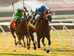 Tasty Treat wins the 2013 Daisycutter Handicap.