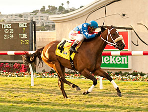 Tasty Treat wins the 2013 Daisycutter Handicap.