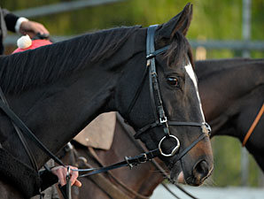 The Fugue - Breeders' Cup 2012