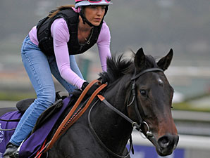The Gold Cheongsam - Breeders' Cup 2012