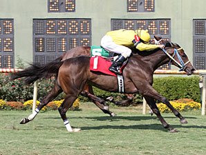 Thegirlinthatsong wins the 2013 Happy Ticket Stakes.