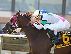 This Ain't No Bull wins the 2013 Marshall Jenney Handicap.