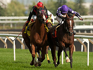 Too Many Egbert's wins the 2014 Vice Regent Stakes.