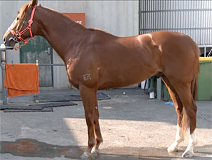 Toorak Toff