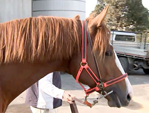 Toorak Toff