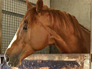 Toorak Toff