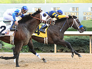 Total Bull wins the 2010 Fifth Season.