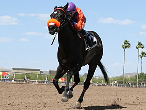Tribal Gal wins the Joanne Dye Stakes.