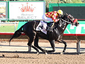 Tribal Gal wins the 2013 Princess of Palms Stakes.