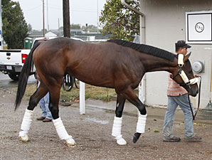 Uncle Mo arrives at Churchill Downs on October 26, 2010.