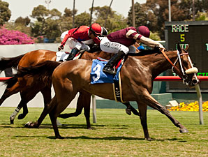 Unusual Hottie wins the 2013 Fran's Valentine Stakes.