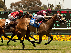 Unusual Hottie wins the 2013 Fran's Valentine Stakes.