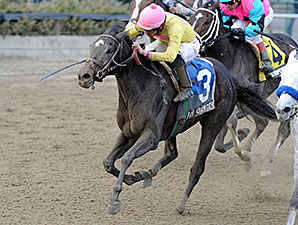 Vicki's Dancer wins the 2013 New York Stallion Series Stakes.