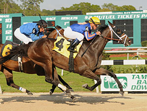 Wait Til Dawn wins the 2012 Suncoast Stakes.
