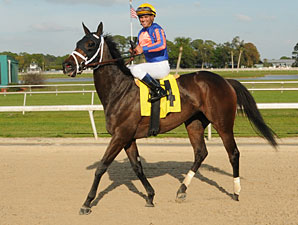 Wait Til Dawn wins the 2012 Suncoast Stakes.
